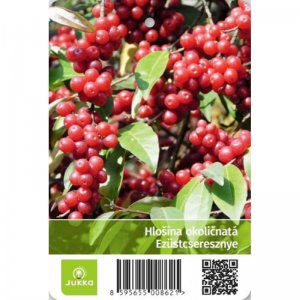 Hlošina okoličnatá Fortunella Pointilla® - kontejner