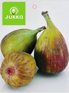 Fíkovník 'FICCOLINO® GUSTIS®