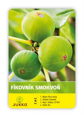 Fíkovník 'FICCOLINO® GUSTIS®