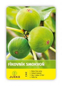 Fíkovník 'FICCOLINO® GUSTIS®