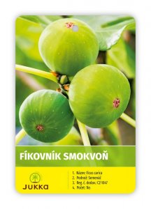 Fíkovník 'FICCOLINO® GUSTIS®