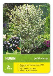 Jeřáb RUBINA (černý keř.) - kontejner