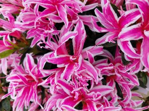Azalka - PINK SPIDER