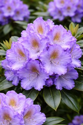 Rhododendron BLUE JAY 30-35