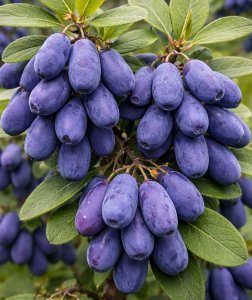 Čukotská borůvka FIALKA