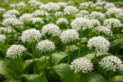Medvědí česnek (Allium ursinum)