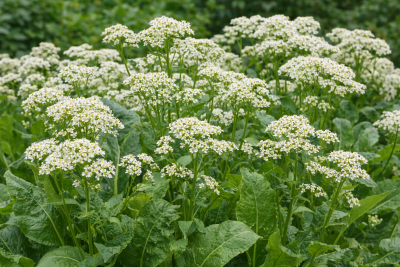 Křen selský (Armoracia rusticana)