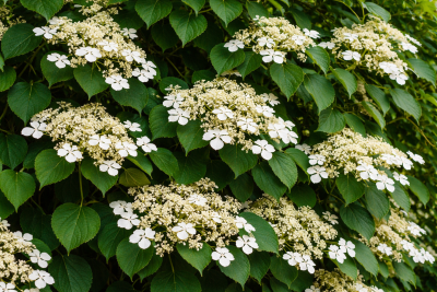 Hortenzie řapíkatá (Hydrangea anomala petiolaris)