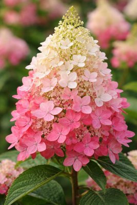 Hortenzie latnatá - REDLIGHT - kontejner