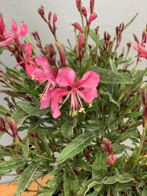 Gaura lindheimeri - svíčkovec - FLAMINGO PINK®
