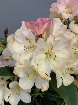 Rhododendron PERCY WISEMAN 30-35