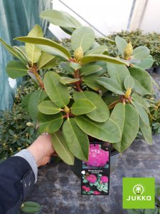 Rhododendron GERMANIA-kmínek