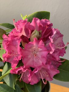 Rhododendron GERMANIA-kmínek