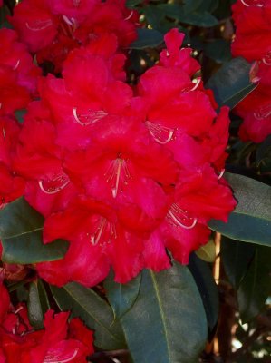 Rhododendron HALFDAN LEM-kmínek
