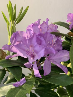 Rhododendron CATAWBIENSE GRANDIFLORUM 30-35