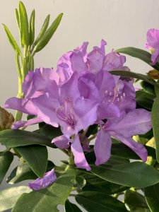 Rhododendron CATAWBIENSE GRANDIFLORUM 30-35