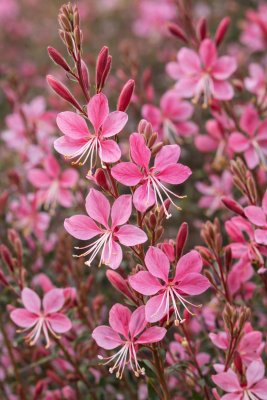 Gaura lindheimeri - svíčkovec - SUNSET DREAMS