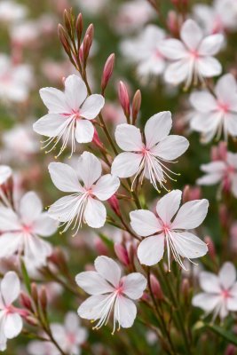 Gaura lindheimeri - svíčkovec - WHIRLING BUTTERFLIES