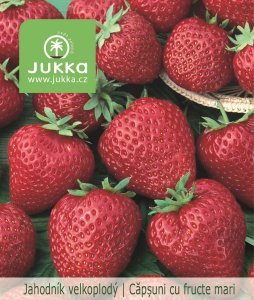 Jahodník stáleplodící - KORONA (1ks)