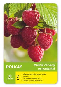 Maliník POLKA kontejner
