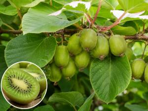 Kiwi (A. kolomikta) SENTJABRSKAJA - nevěsta