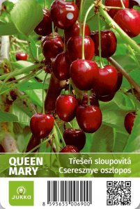 Třešeň sloupcovitě rostoucí QUEEN MARY