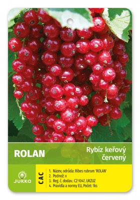 Rybíz keřový červený - ROLAN - kontejner