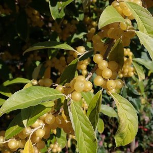 Hlošina okoličnatá Fortunella Pointilla® - kontejner