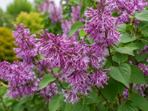 Šeřík MISS KIM (Syringa patula) - kontejner