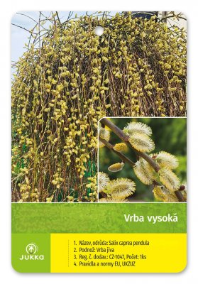 Salix integra - HAKURO NISHIKI (Ko3L) keř KONT