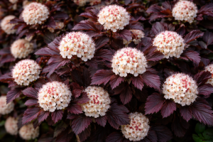 Tavola kalinolistá (Physocarpus opulifolius) ANDRE