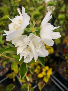 Pustoryl (Philadelphus) - MINNESOTA SNOWFLAKE