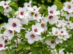 Pustoryl (Philadelphus) - BELLE ETOILE