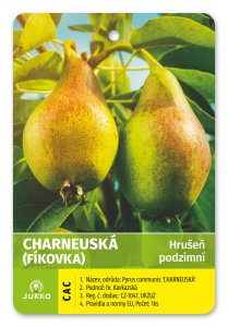 Hrušeň CHARNEUSKÁ (FÍKOVKA) kontejner