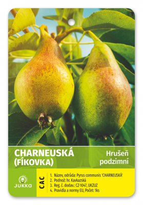 Hrušeň CHARNEUSKÁ (FÍKOVKA) kontejner