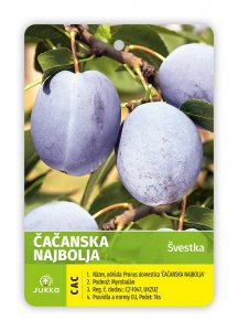 Švestka ČAČANSKÁ NAJBOLJA - kontejner