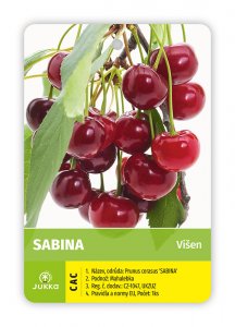 Višeň SABINA - kontejner