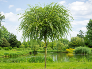 Vrba černá (Salix nigra)