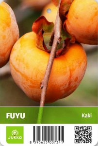 Kaki churma FUYU - kontejner
