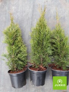 Thuja occ. SMARAGD