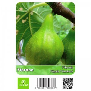 Fíkovník FIORONE - na kmínku