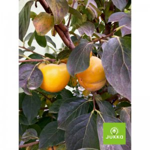 Kaki churma VANILLA - kontejner