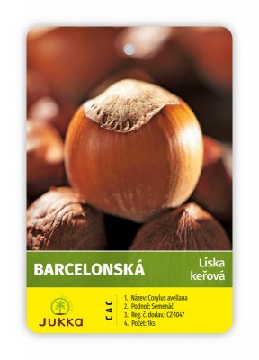Líska keřová BARCELONSKÁ (40 - 60 cm)
