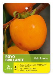 Kaki churma ROYO BRILLANTE 40-60cm - kontejner