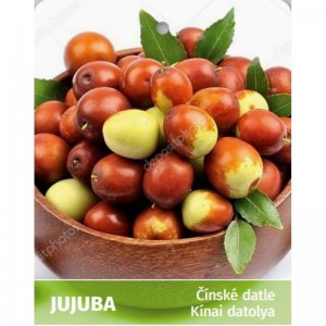 Ziziphus jujuba - Cicimek čínský LANG