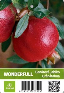 Granátové jablko WONDERFUL