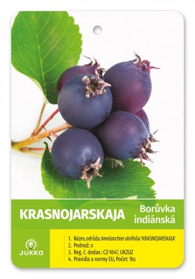 Indiánská borůvka Amelanchier KRASNOJARSKAJA