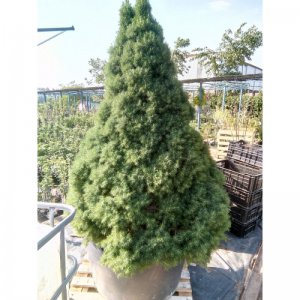 Picea Glauca - CONICA