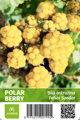 Ostružiník POLAR BERRY