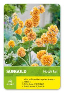 Motýlí keř - SUNGOLD